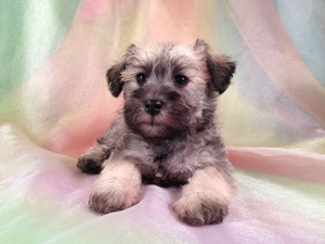 Male Miniature Schnoodle Puppy for sale #17 Ready November 2012